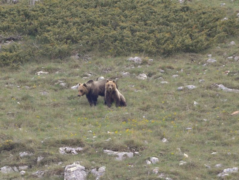 Orso ... che bell''esperienza!!