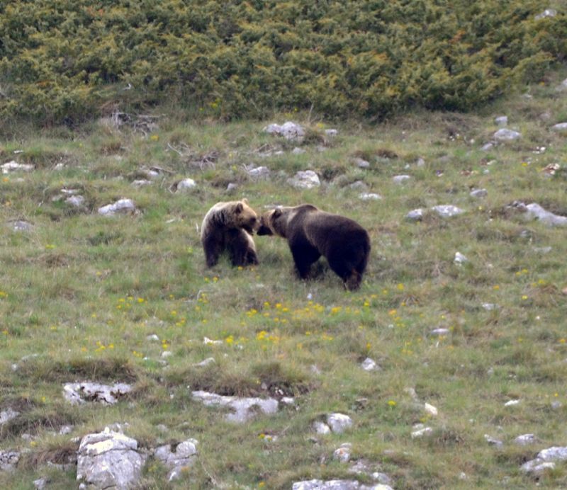 Orso ... che bell''esperienza!!