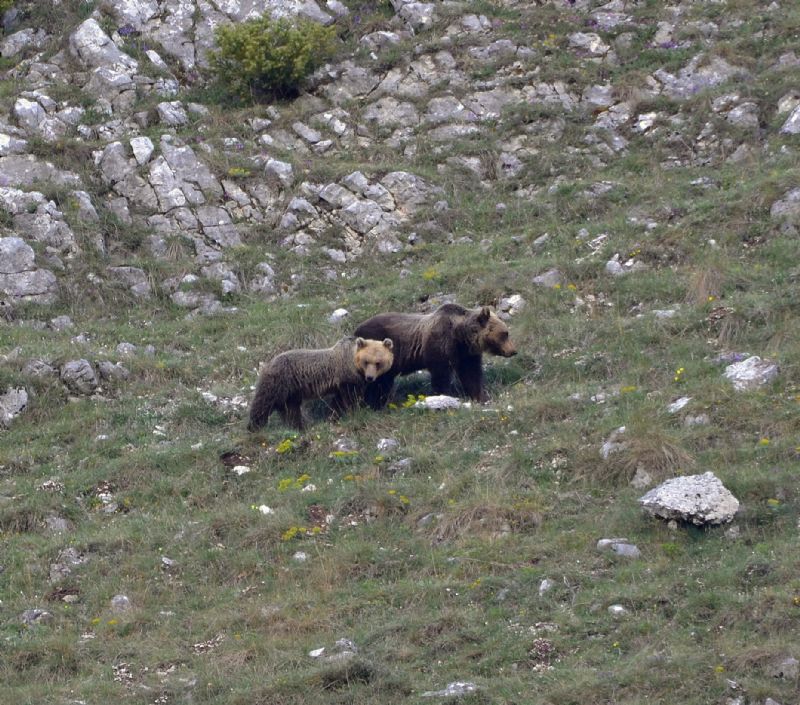 Orso ... che bell''esperienza!!