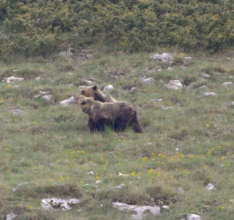 Orso ... che bell''esperienza!!