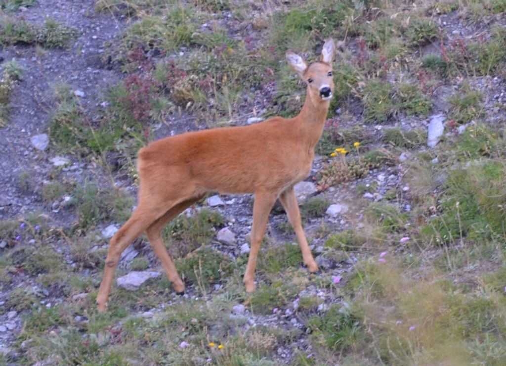 capriolo estivo?