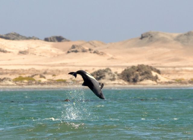 Delphinidae: Cephalorhynchus heavisidii  -  Namibia