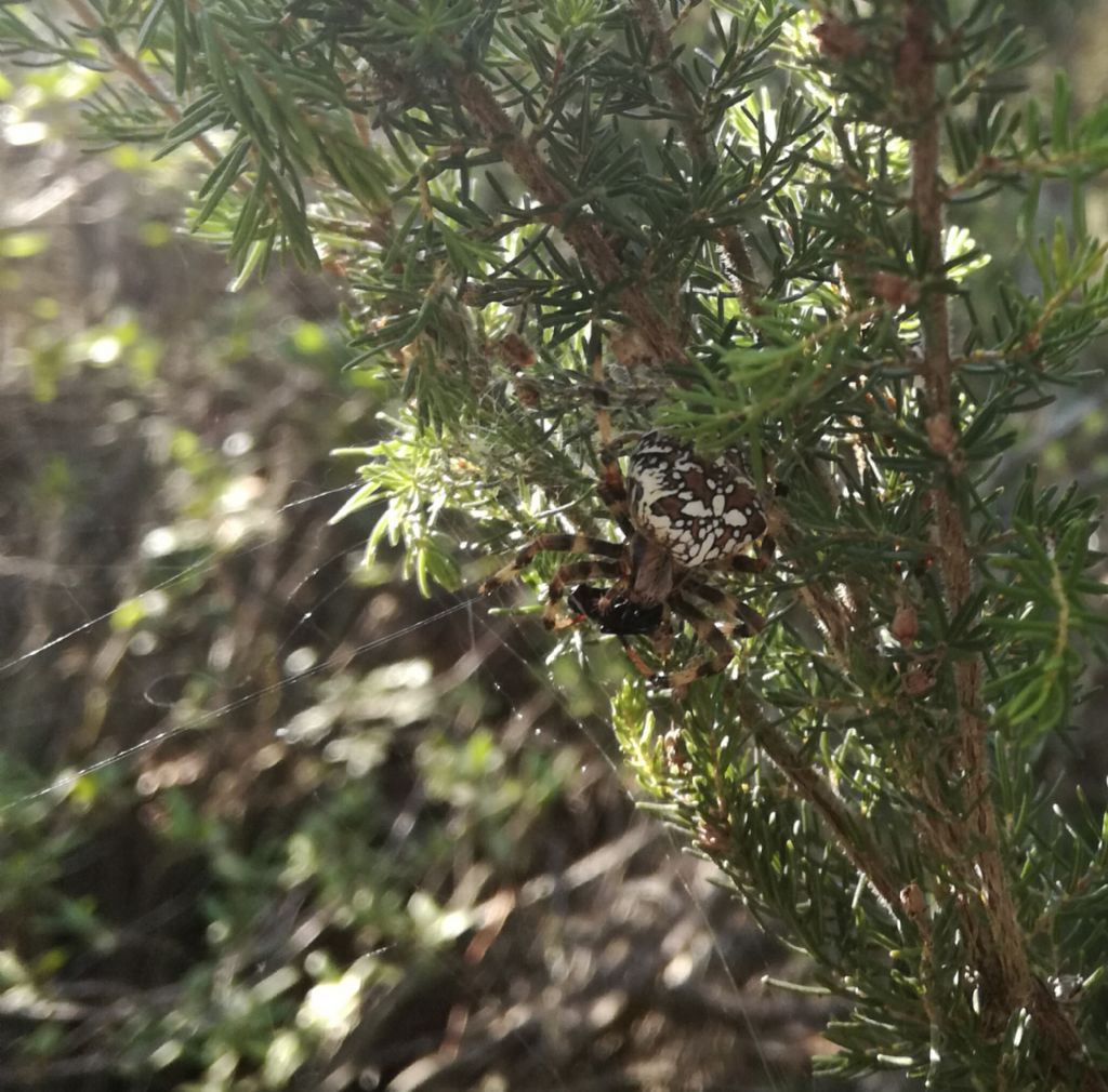 Araneus diadematus - Sant''Antioco (CI)