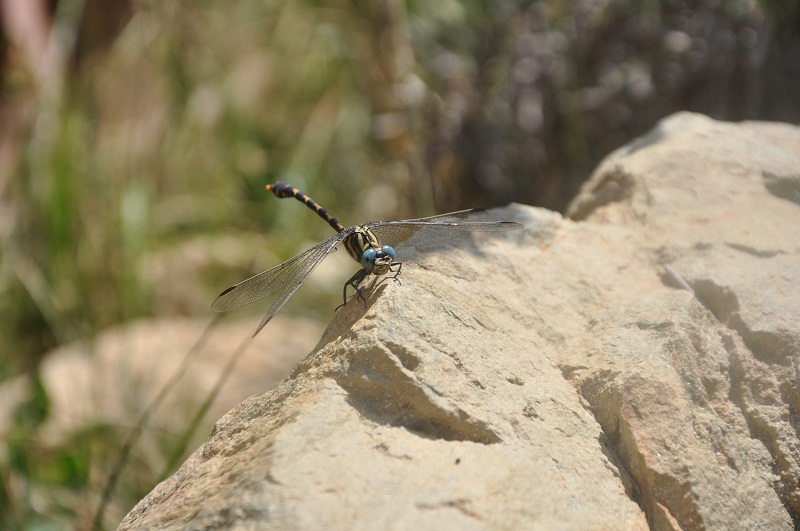 ID: Onychogomphus uncatus e Sympetrum fonscolombii