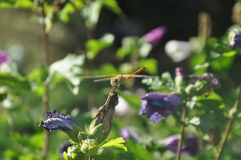 ID: Onychogomphus uncatus e Sympetrum fonscolombii