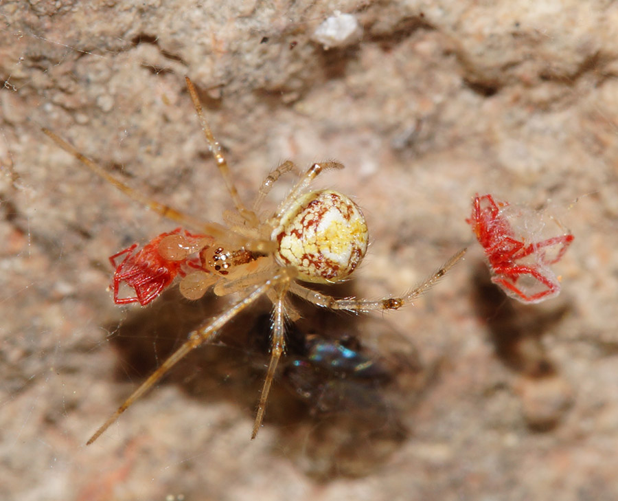 Theridion cf. varians - Bagno a Ripoli (FI)