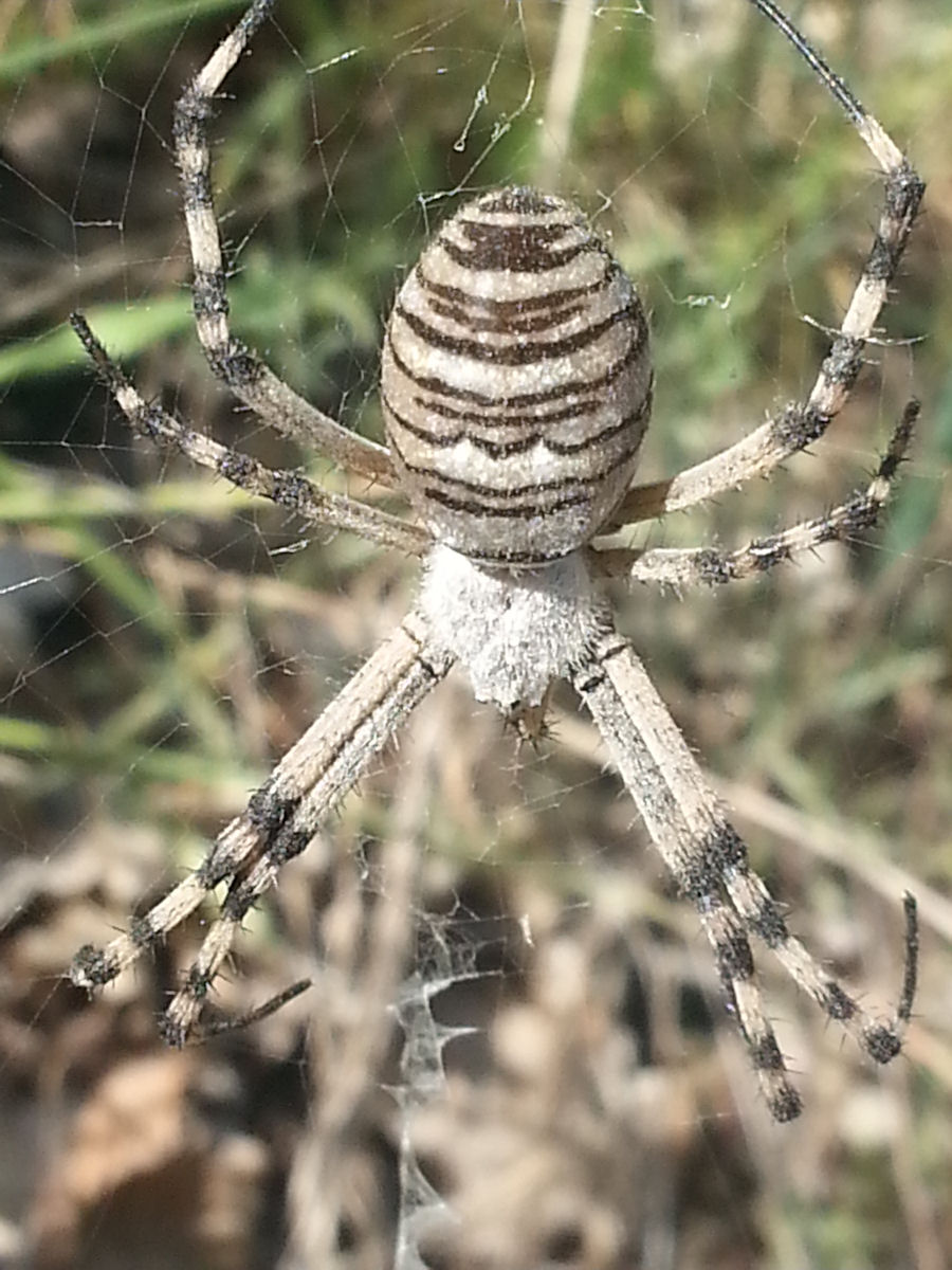 Argiope bruennichi - Bagno a Ripoli (FI)