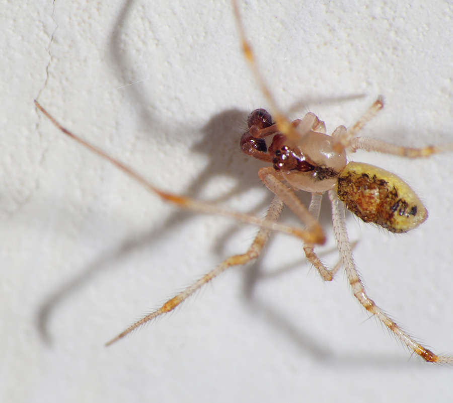 Theridion sp. - Bagno a Ripoli (FI)