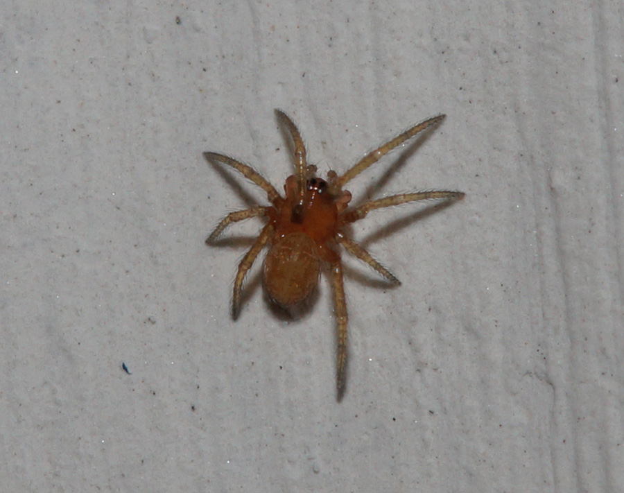 Steatoda sp. - Bagno a Ripoli (FI)