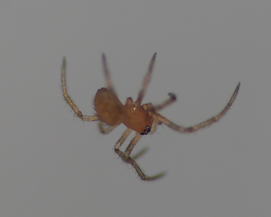 Steatoda sp. - Bagno a Ripoli (FI)