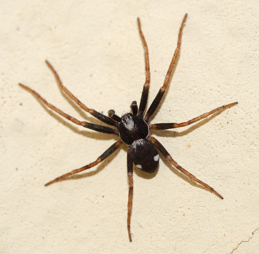 Pulchellodromus bistigma - Bagno a Ripoli (FI)