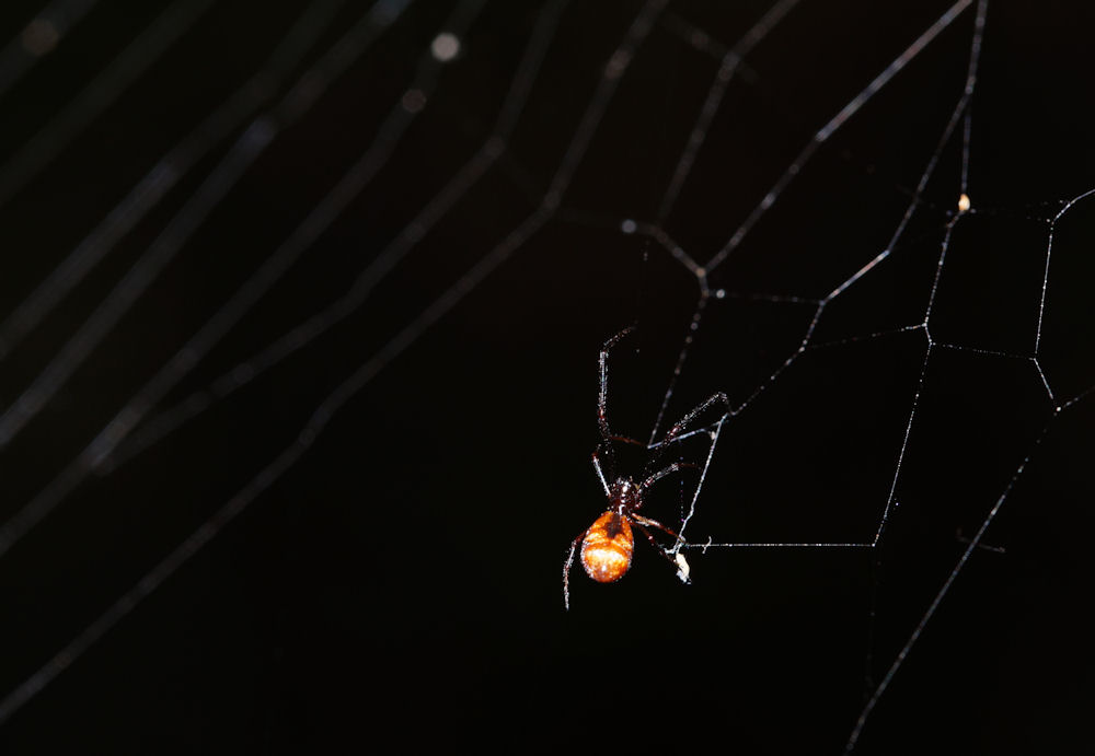 Argyrodes argyrodes - Bagno a Ripoli (FI)