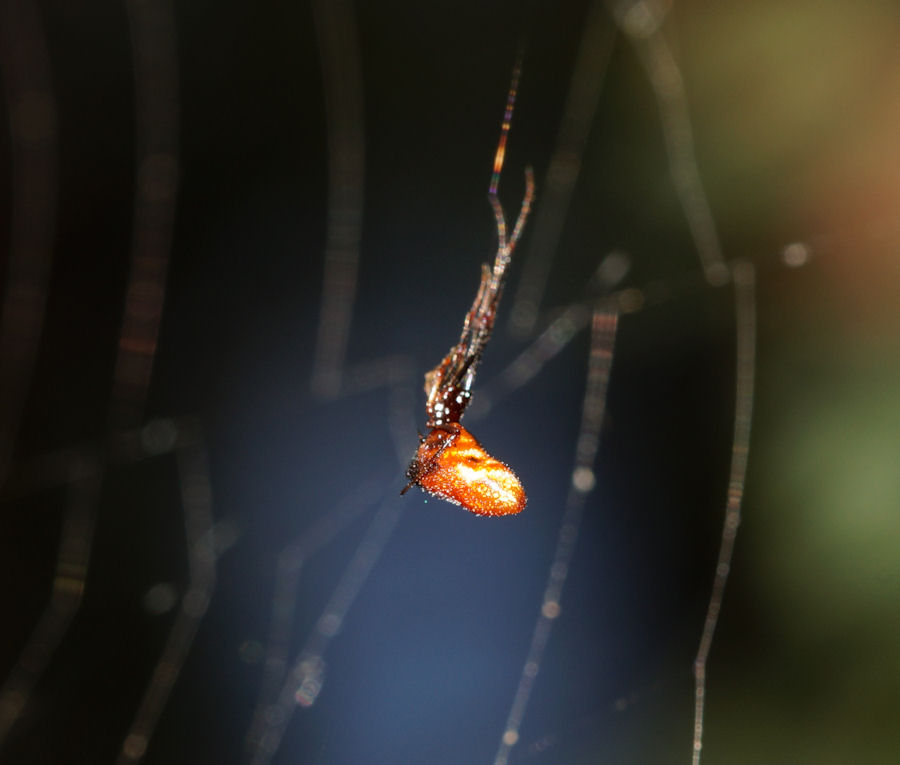 Argyrodes argyrodes - Bagno a Ripoli (FI)