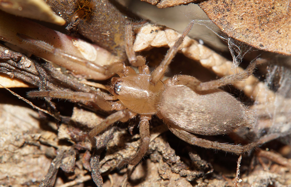 Gnaphosidae da ID:  Drassodes sp. - Bagno a Ripoli (FI)