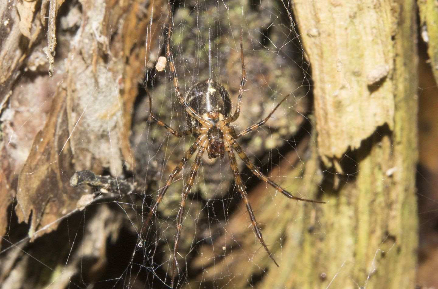 Pimoa rupicola?  No,  Labulla thoracica - Val Venegia (TN)