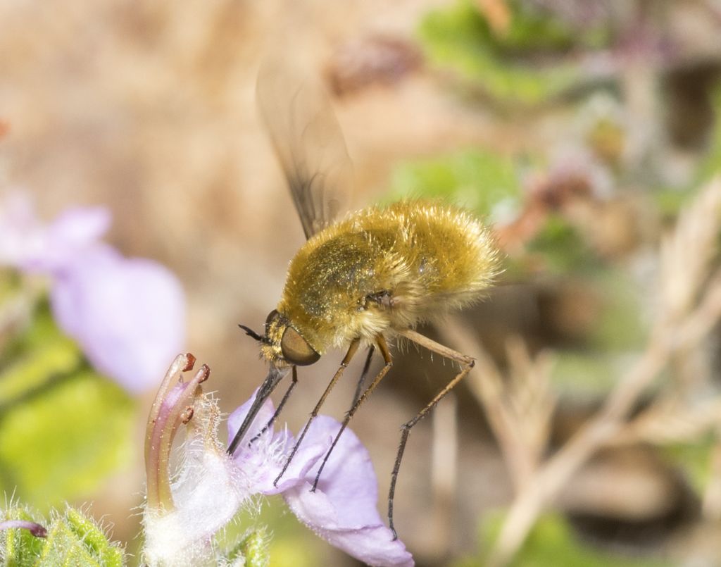 Bombyliidae:  cfr. Bombylius sp.