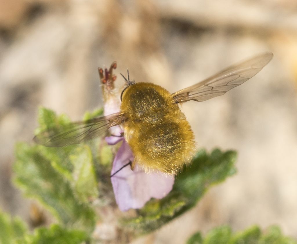 Bombyliidae:  cfr. Bombylius sp.