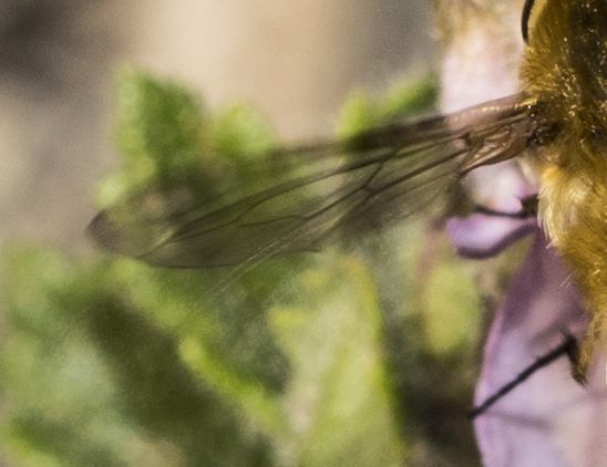 Bombyliidae:  cfr. Bombylius sp.