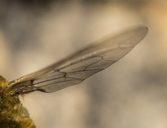 Bombyliidae:  cfr. Bombylius sp.