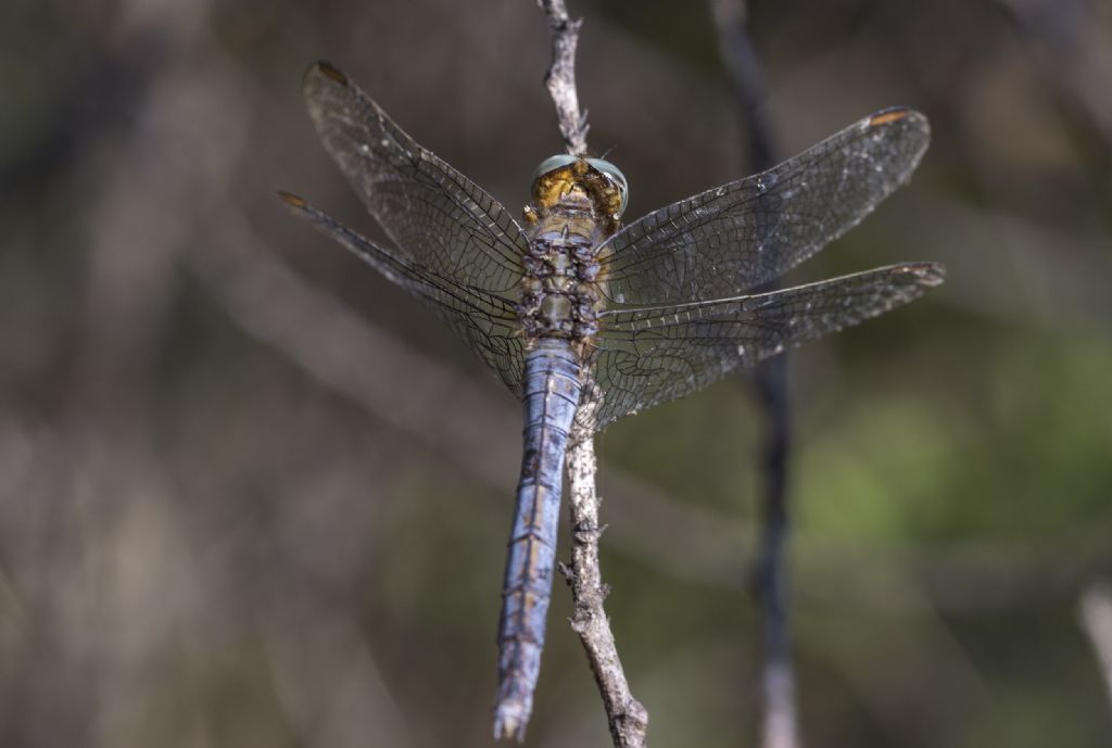 Orthetrum coerulescens