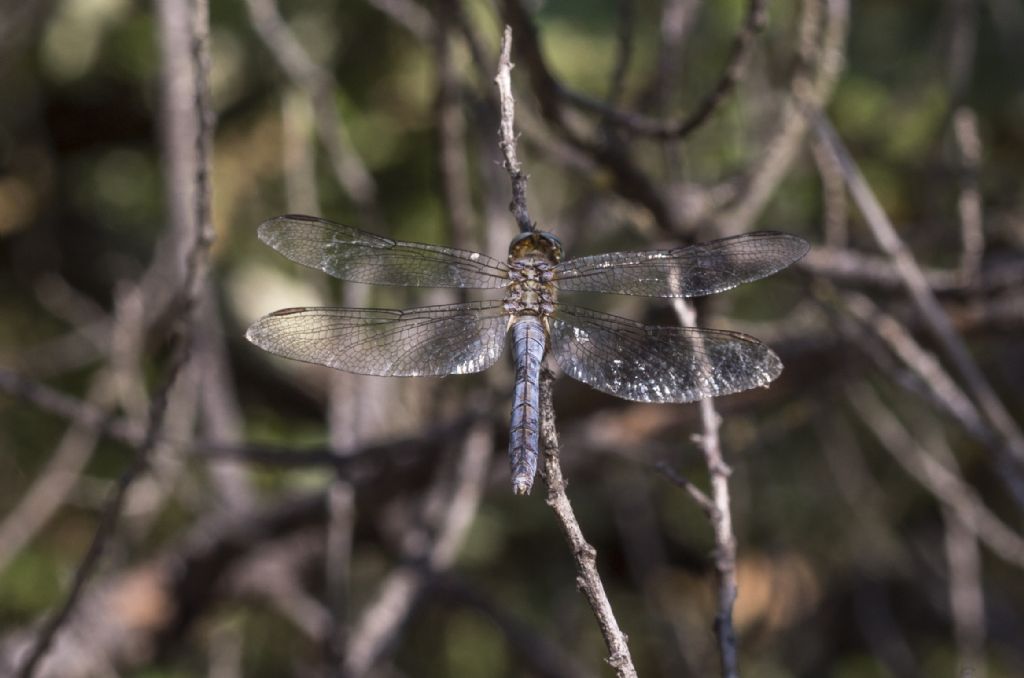 Orthetrum coerulescens