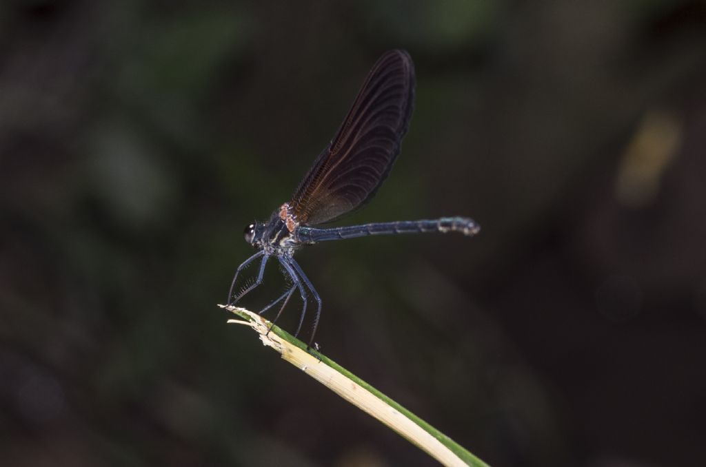 Calopteryx haemorrhoidalis