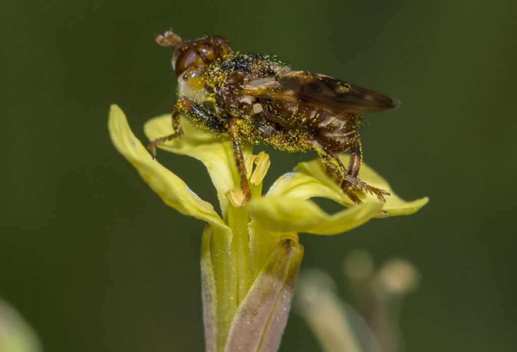 impollinatore da id