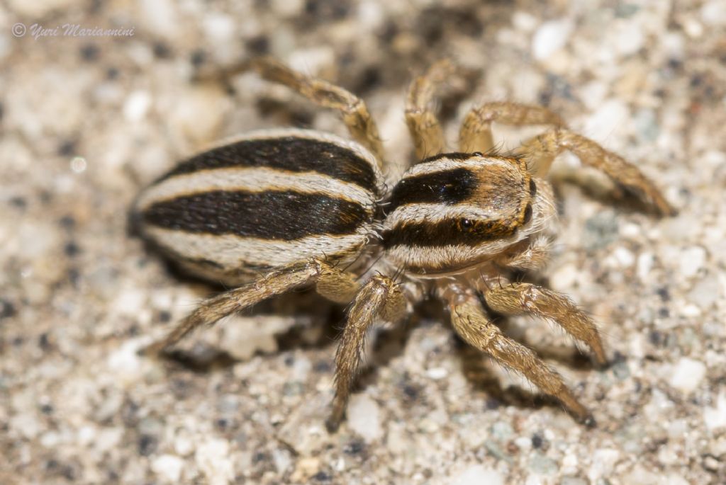 Phlegra lineata - Bagno a Ripoli (FI)