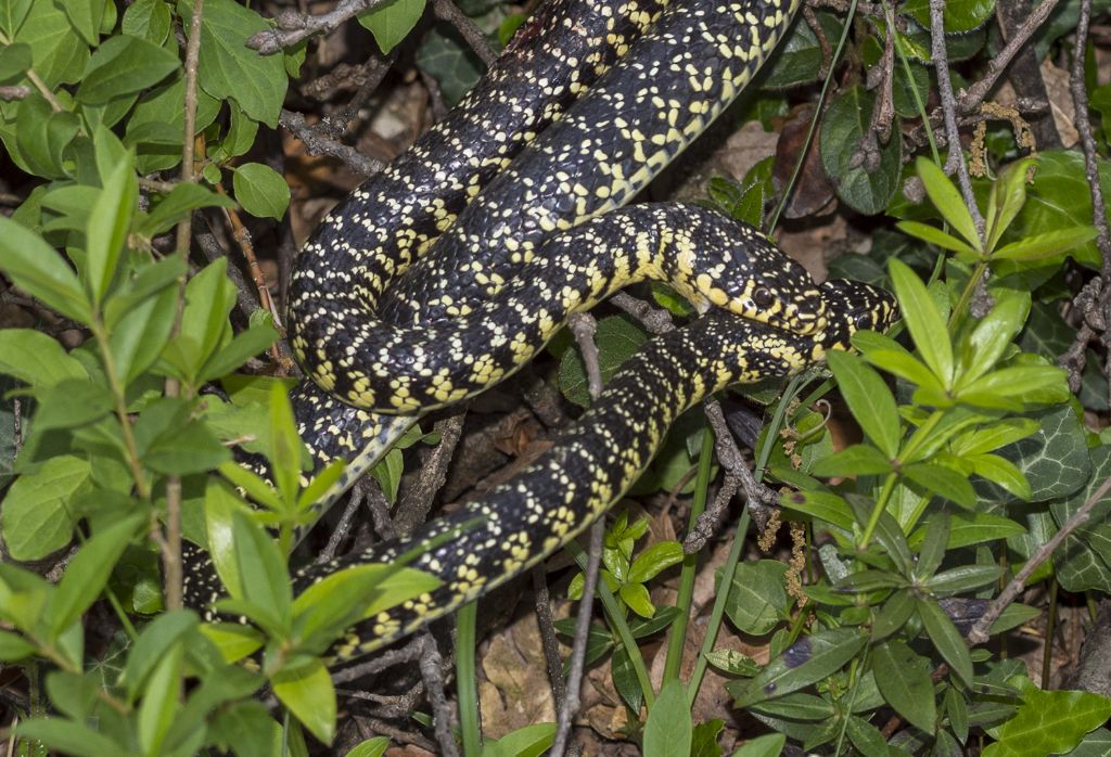 Accoppiamento di Hierophis viridiflavus