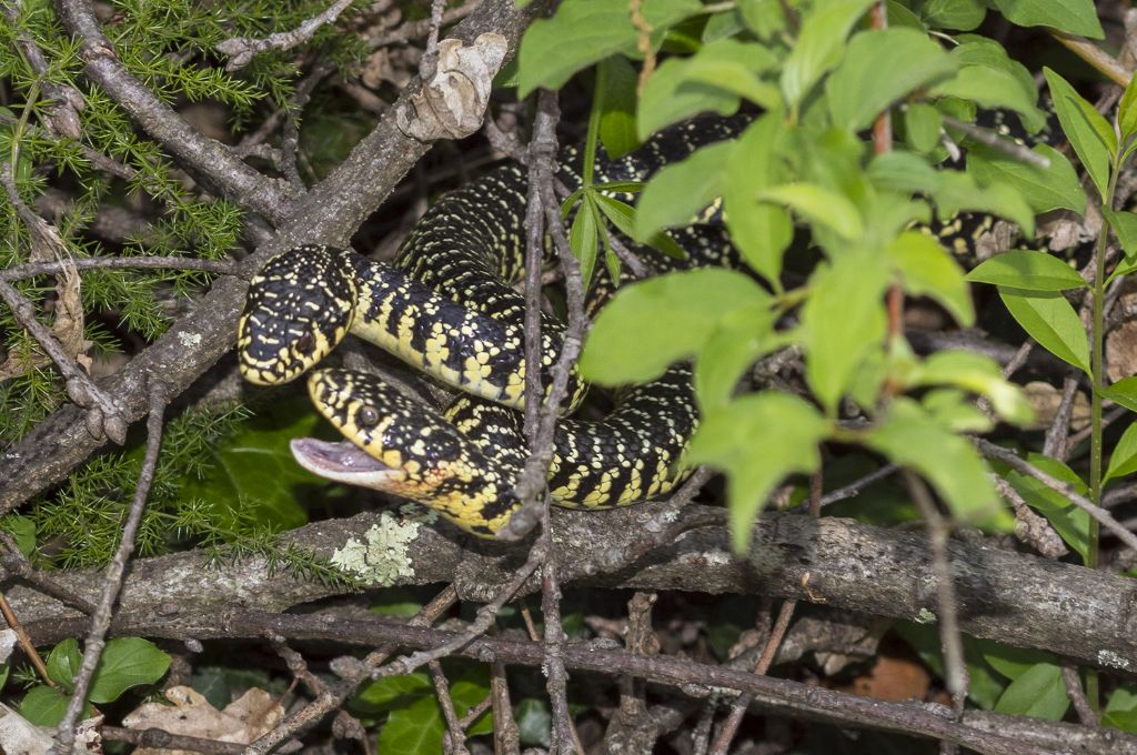 Accoppiamento di Hierophis viridiflavus