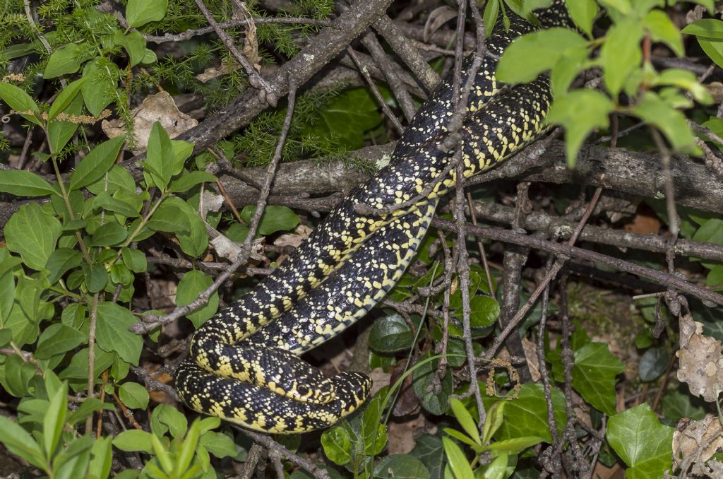 Accoppiamento di Hierophis viridiflavus