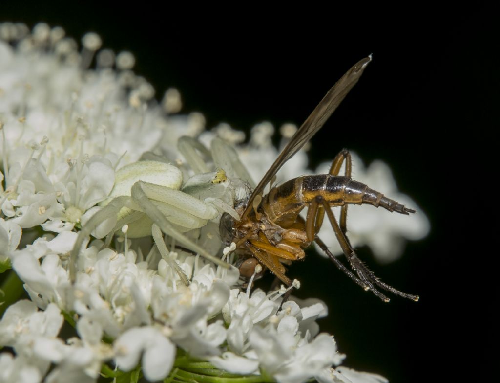 Empididae (cfr. Empis sp.) predato da Misumena vatia - Fiesole (FI)