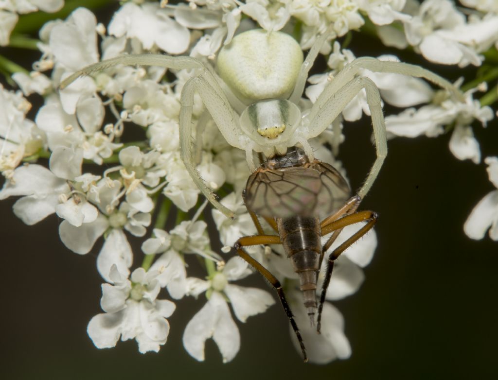 Empididae (cfr. Empis sp.) predato da Misumena vatia - Fiesole (FI)