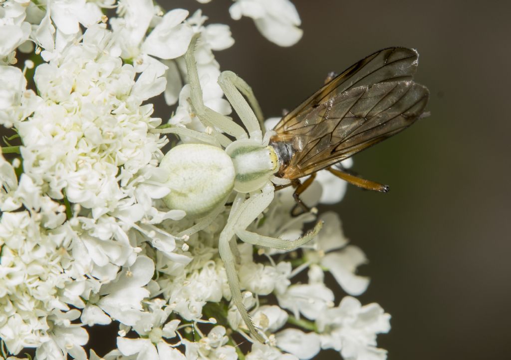 Empididae (cfr. Empis sp.) predato da Misumena vatia - Fiesole (FI)