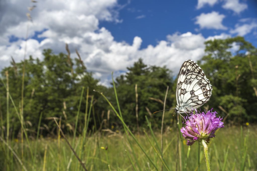 Melanargia galathea  - Nymphalidae Saryrinae