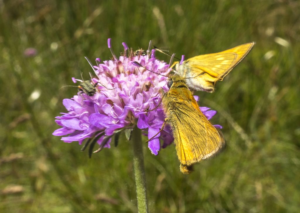 Ochlodes sylvanus: Hesperiidae