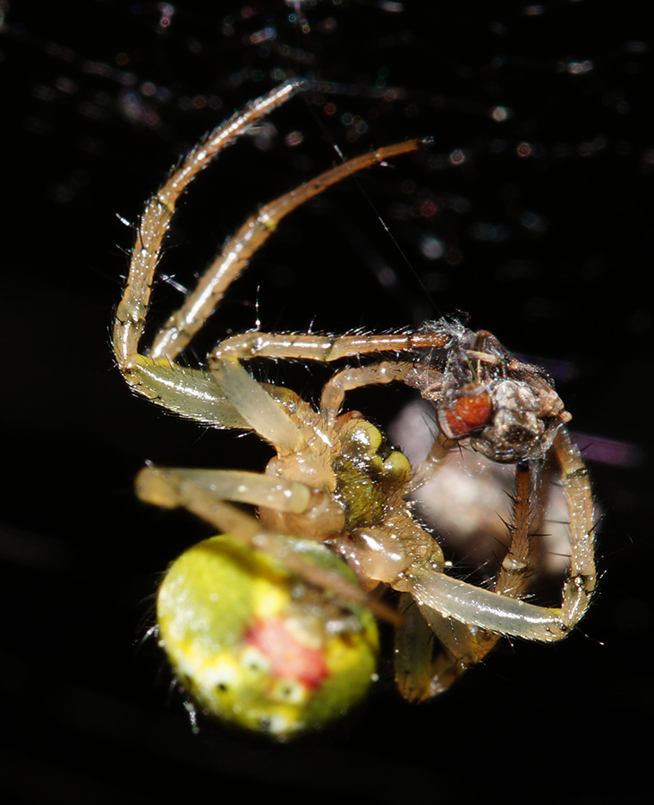 Araniella opisthographa - Bagno a Ripoli (FI)