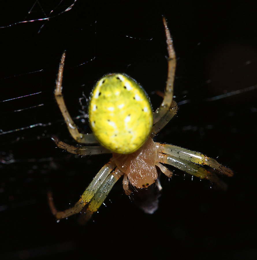 Araniella opisthographa - Bagno a Ripoli (FI)