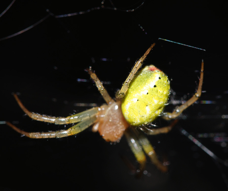 Araniella opisthographa - Bagno a Ripoli (FI)