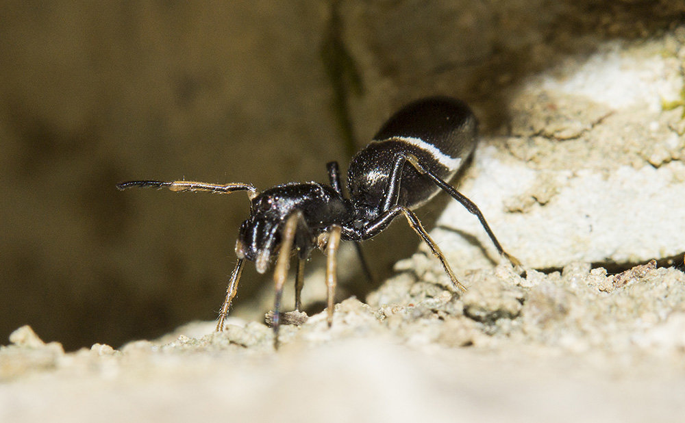 Salticidae:  Leptorchestes cfr. berolinensis - Bagno a Ripoli (FI)