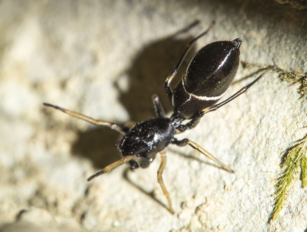 Salticidae:  Leptorchestes cfr. berolinensis - Bagno a Ripoli (FI)