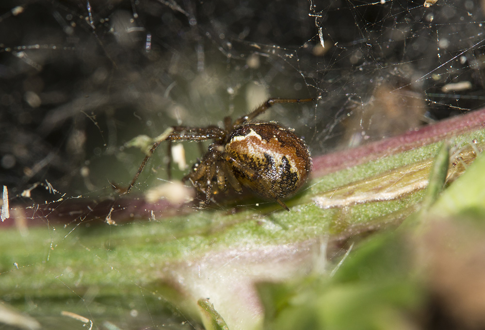 Theridiidae: Kochiura aulica   - Bagno a Ripoli (FI)