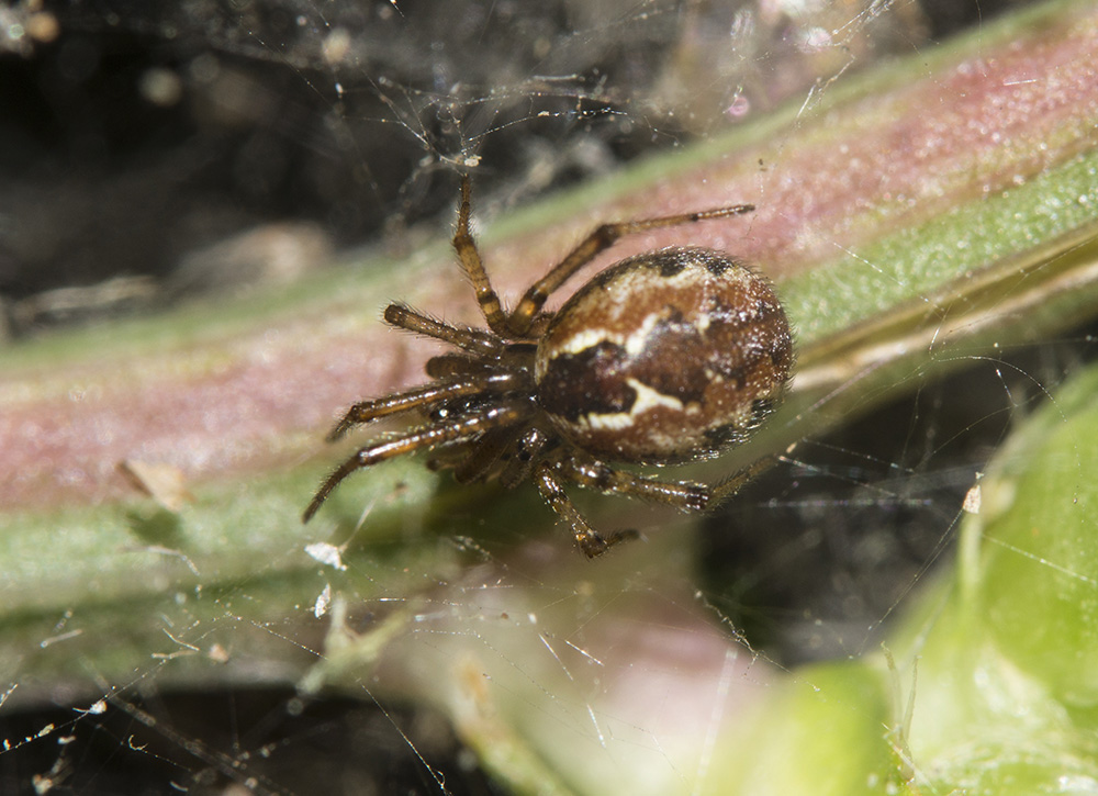 Theridiidae: Kochiura aulica   - Bagno a Ripoli (FI)