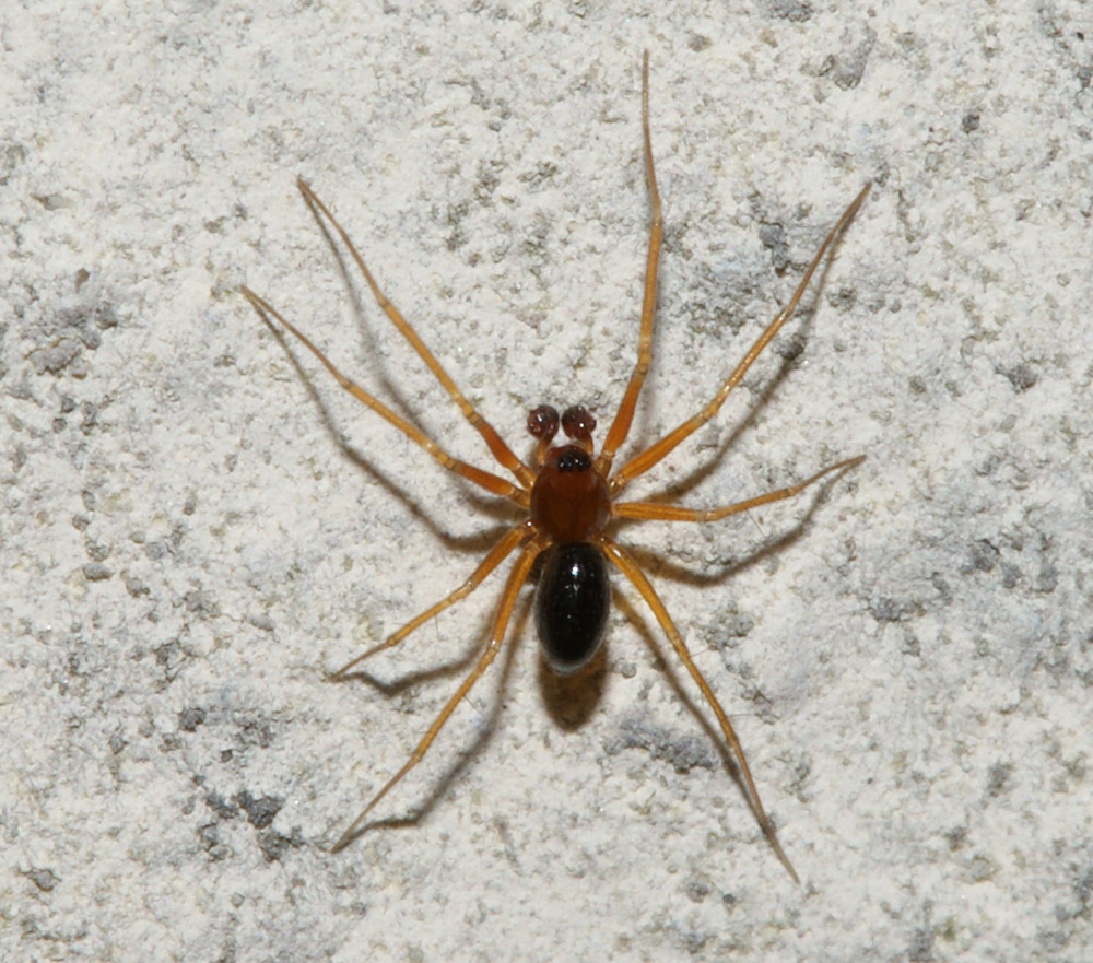 Linyphiidae - Bagno a Ripoli (FI)