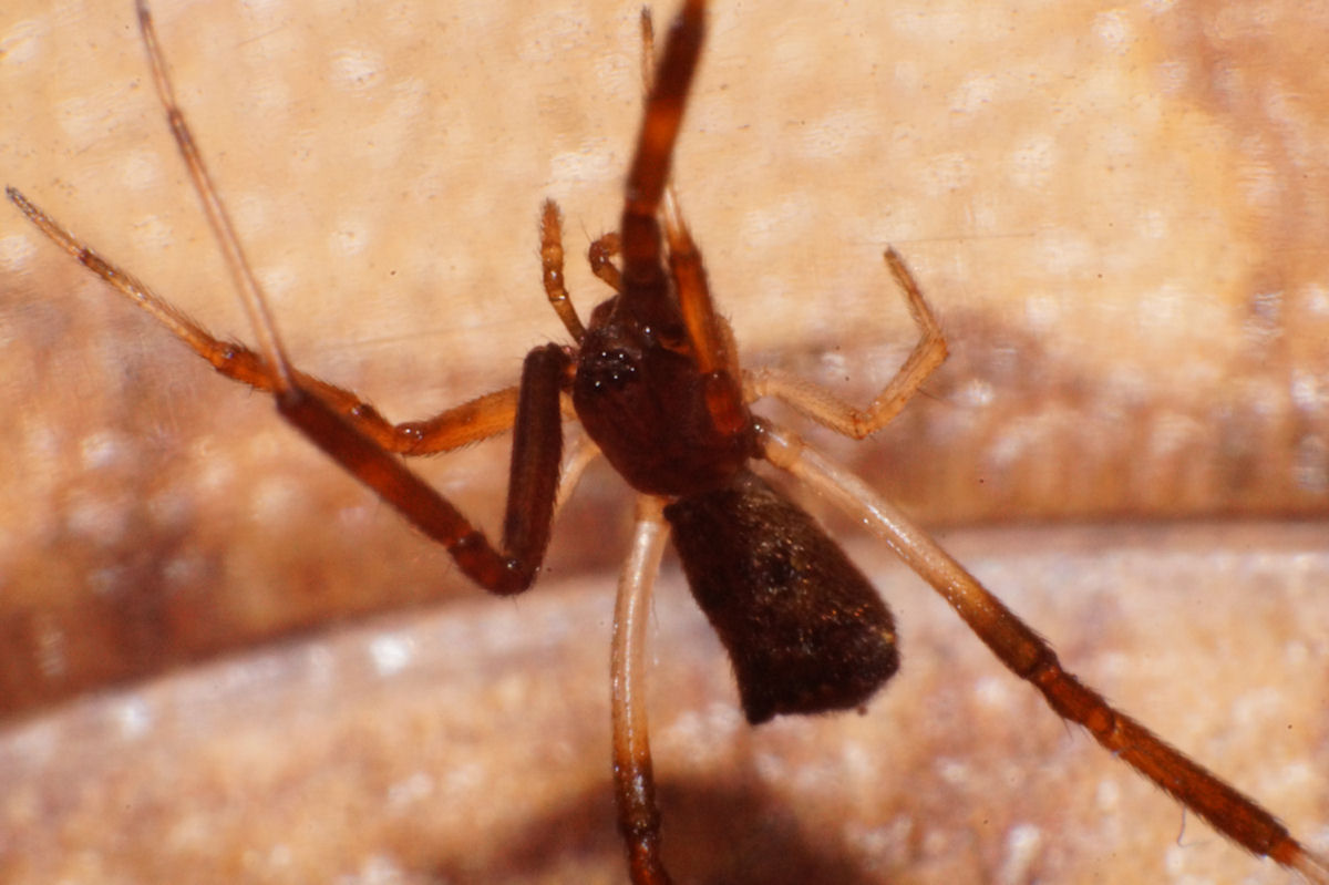 Episinus truncatus - Bagno a Ripoli (FI)