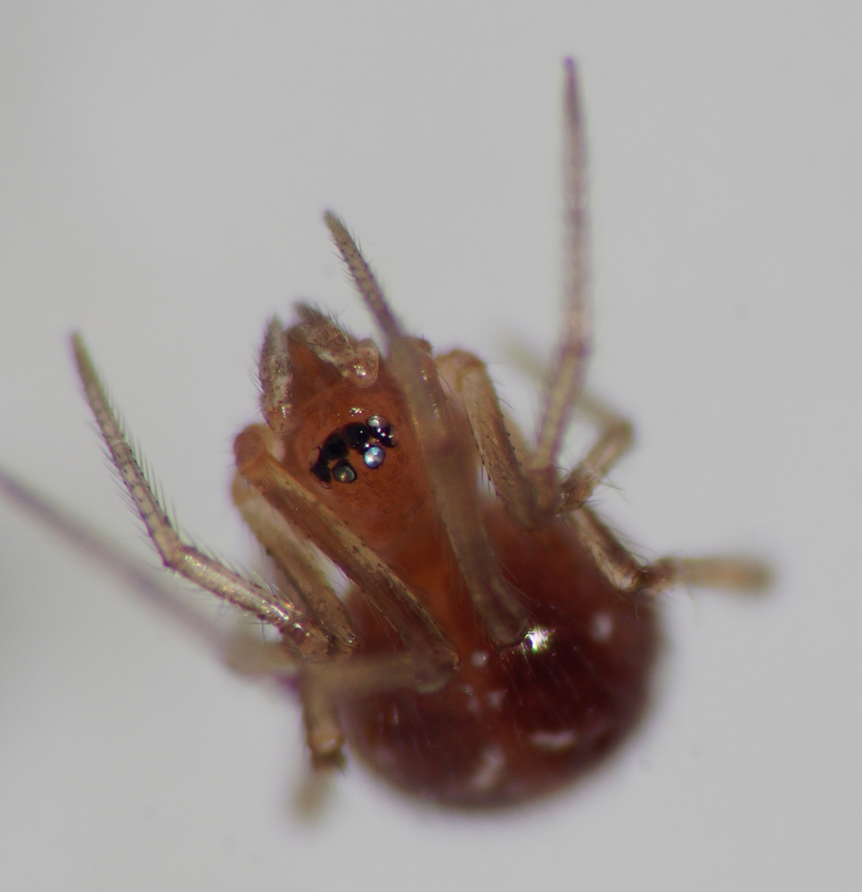 Steatoda triangulosa - Bagno a Ripoli (FI)