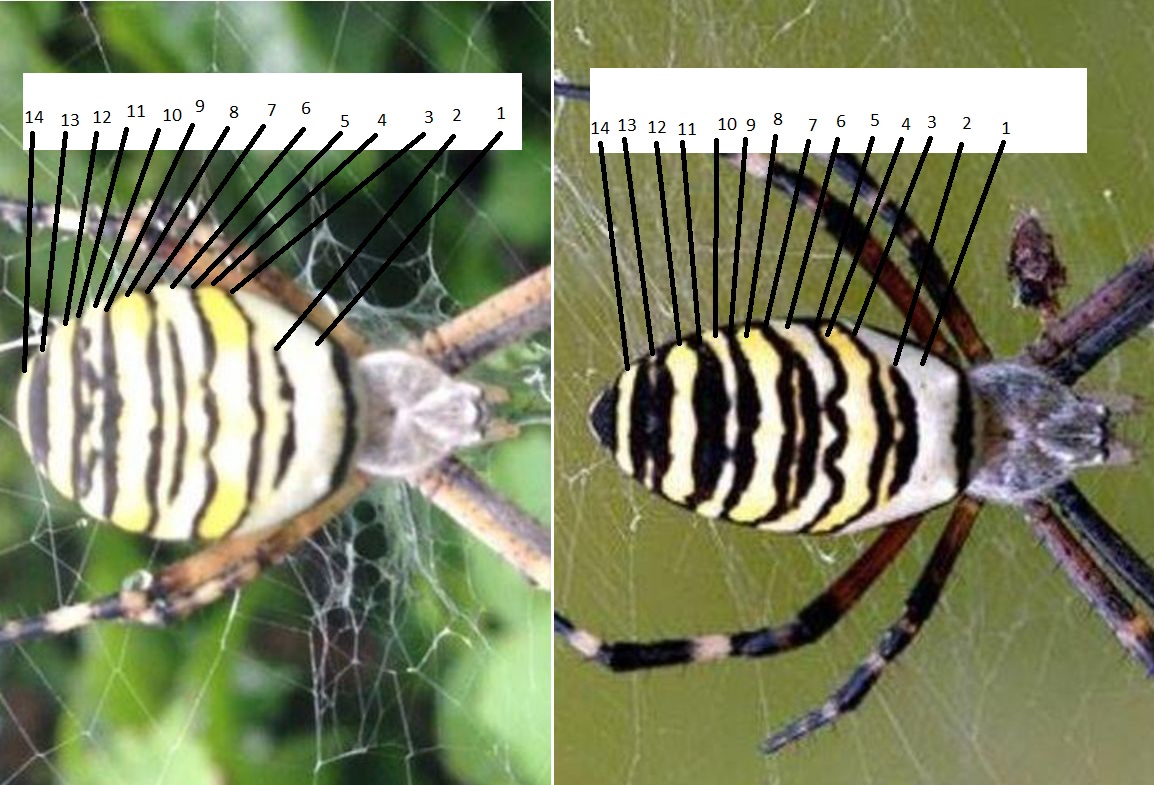 Quale Argiope? Argiope bruennichi - Sestri Levante (GE)