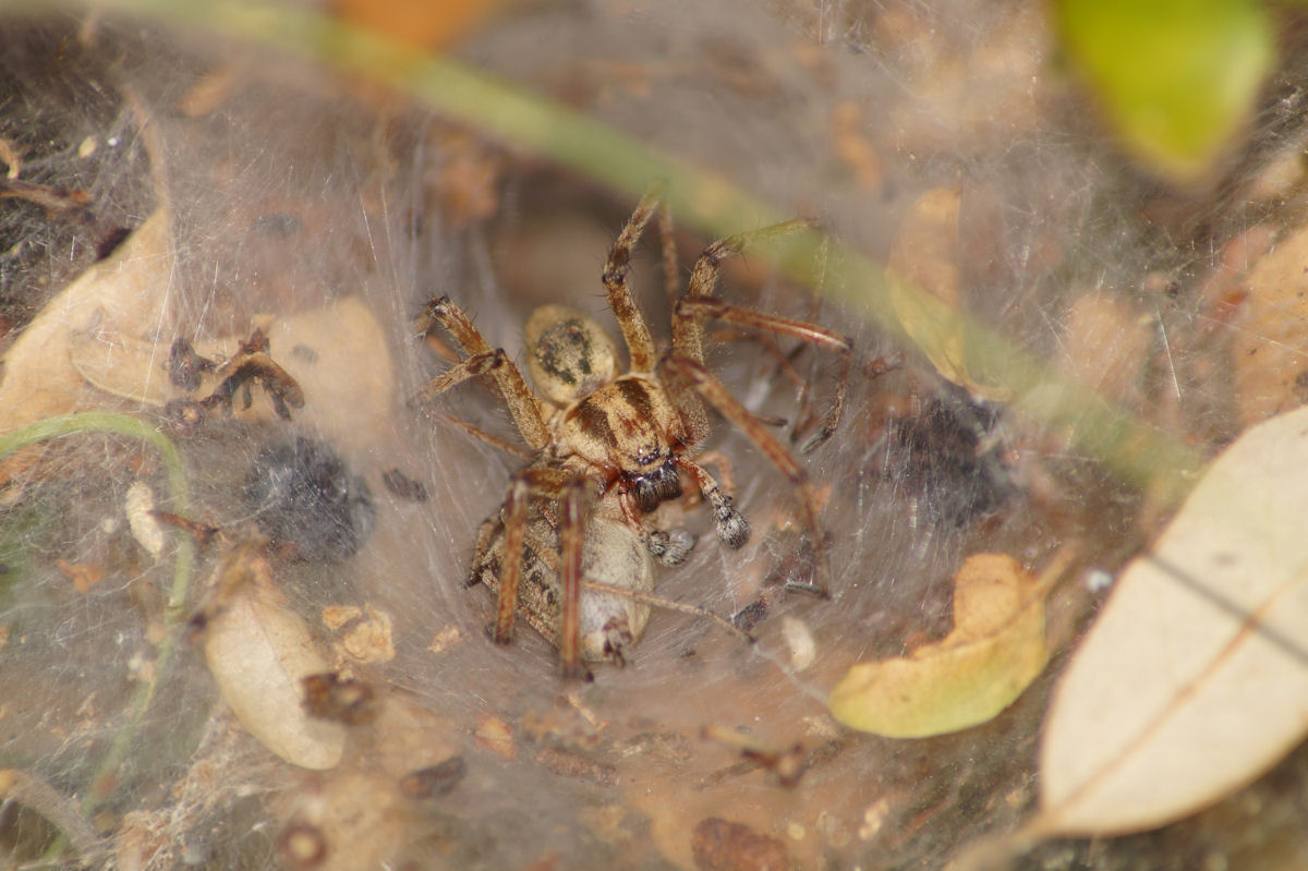 Accoppiamento Agelena labyrinthica - Bagno a Ripoli (FI)