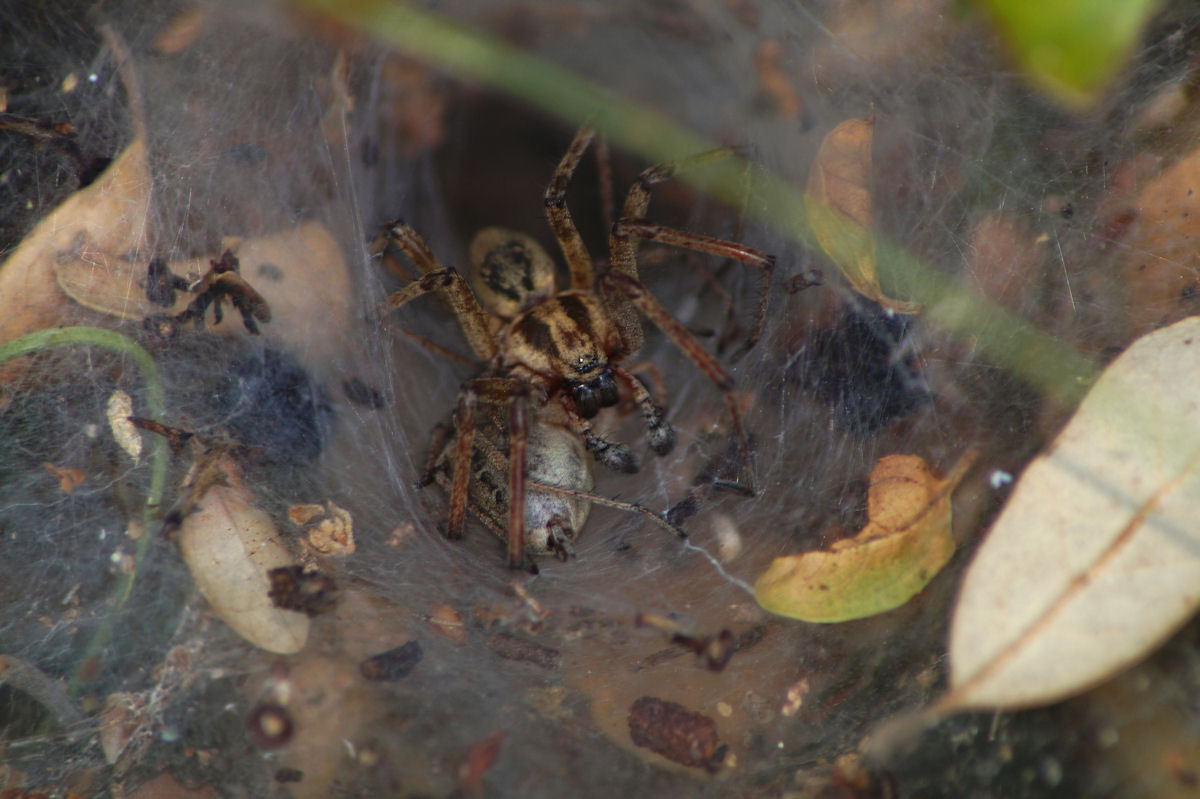 Accoppiamento Agelena labyrinthica - Bagno a Ripoli (FI)