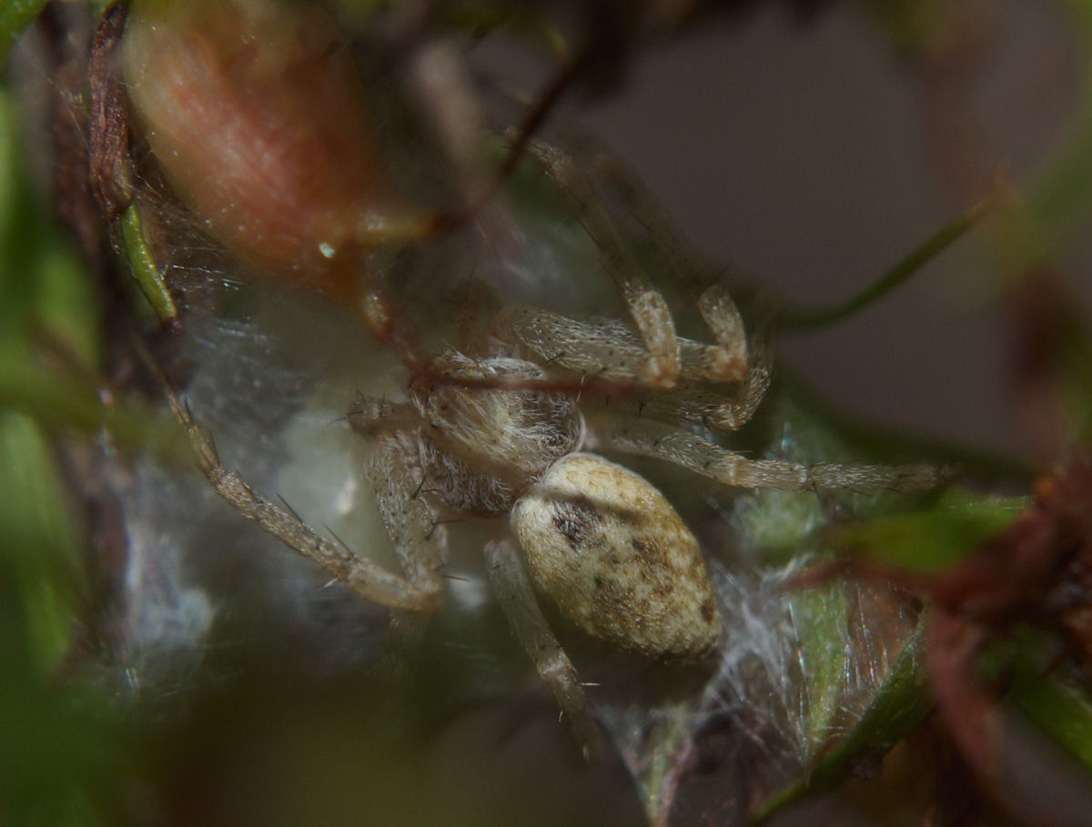 Philodromus sp. con ovisacco - Bagno a Ripoli (FI)